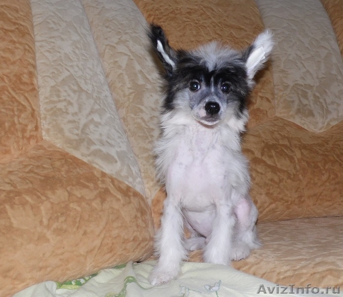 Китайской хохлатой  мальчики от Интер Чемпиона. - <ro>Изображение</ro><ru>Изображение</ru> #1, <ru>Объявление</ru> #746776