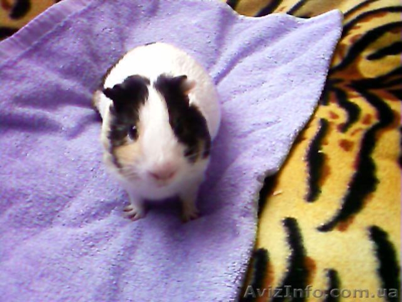 Самцы морской свинки для вязки - <ro>Изображение</ro><ru>Изображение</ru> #1, <ru>Объявление</ru> #2312