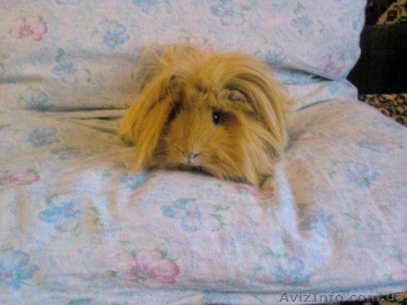 Самцы морской свинки для вязки - <ro>Изображение</ro><ru>Изображение</ru> #2, <ru>Объявление</ru> #2312