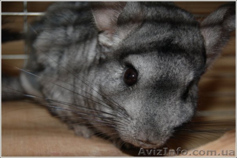 продам 2 пары взрослых шиншилл - <ro>Изображение</ro><ru>Изображение</ru> #1, <ru>Объявление</ru> #4131