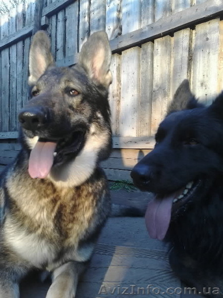 щенки немецкой овчарки чёрного и зоннарного окраса - <ro>Изображение</ro><ru>Изображение</ru> #1, <ru>Объявление</ru> #3267