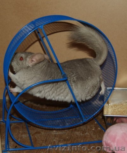продам 2 пары взрослых шиншилл - <ro>Изображение</ro><ru>Изображение</ru> #2, <ru>Объявление</ru> #4131