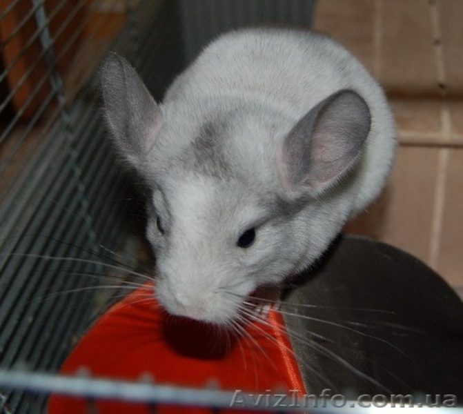 продам 2 пары взрослых шиншилл - <ro>Изображение</ro><ru>Изображение</ru> #3, <ru>Объявление</ru> #4131