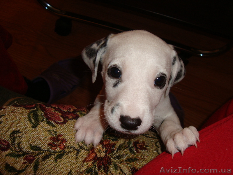 цуцики далматина - <ro>Изображение</ro><ru>Изображение</ru> #3, <ru>Объявление</ru> #6155