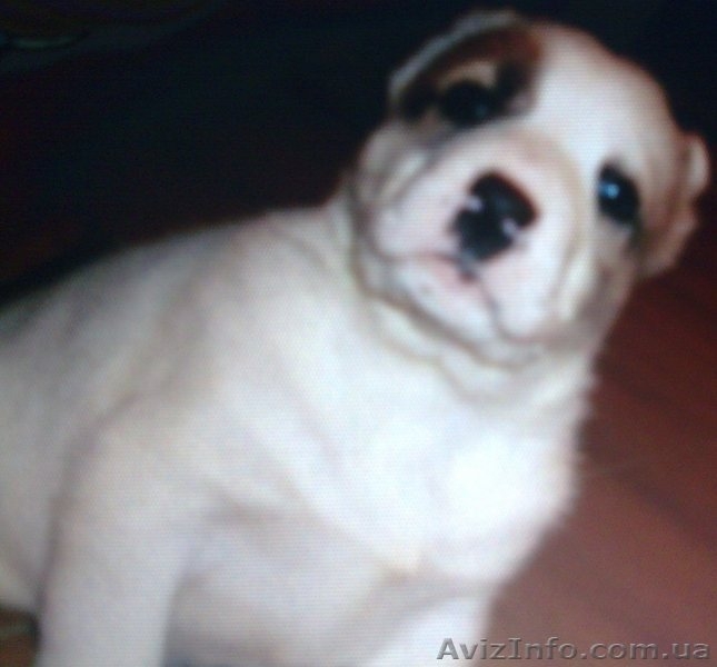 Щенки среднеазиатской овчарки (алабай)- САО, Киев (Бровары) - <ro>Изображение</ro><ru>Изображение</ru> #1, <ru>Объявление</ru> #5077