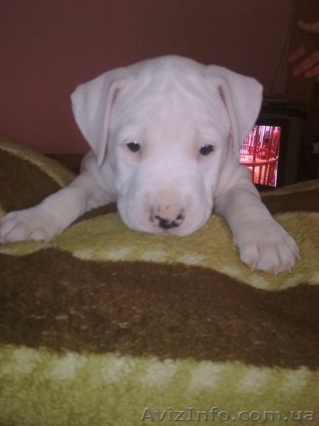 Продаются щенки американского стаффордширского терьера.  - <ro>Изображение</ro><ru>Изображение</ru> #1, <ru>Объявление</ru> #5150