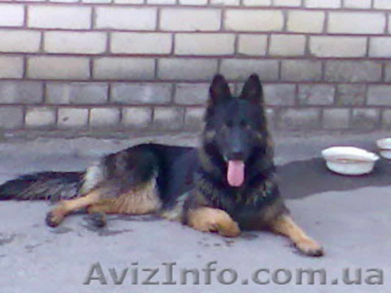щенки немецкой овчарки чёрного и зоннарного окраса - <ro>Изображение</ro><ru>Изображение</ru> #3, <ru>Объявление</ru> #3267