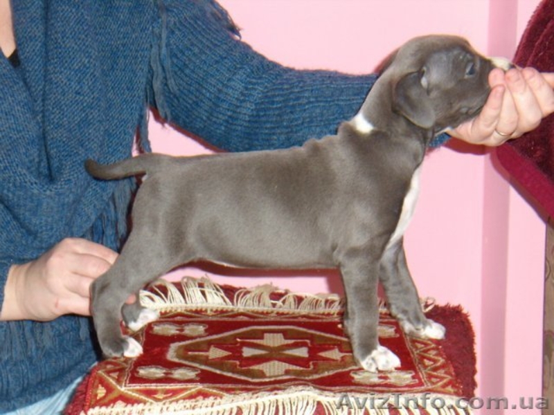 Американский Стаффордширский Терьер - <ro>Изображение</ro><ru>Изображение</ru> #3, <ru>Объявление</ru> #5832