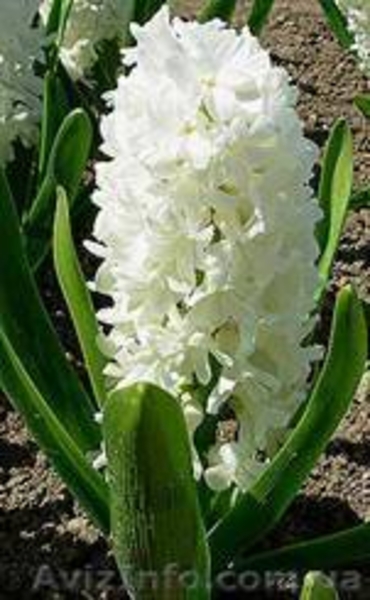 Реализовываем тюльпаны(срезанные) и гиацинты к 8 марта - <ro>Изображение</ro><ru>Изображение</ru> #3, <ru>Объявление</ru> #5755