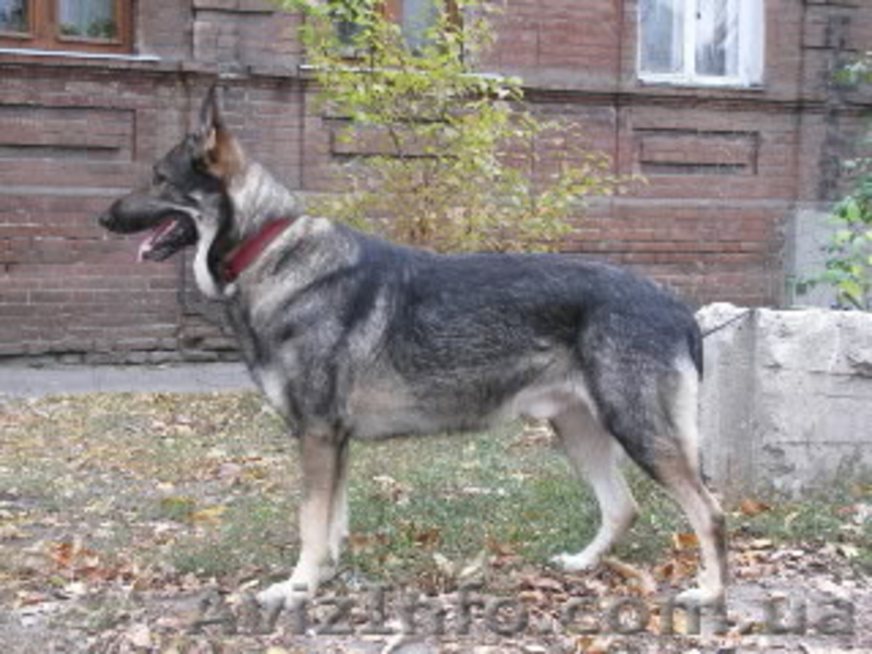 щенки немецкой овчарки чёрного и зоннарного окраса - <ro>Изображение</ro><ru>Изображение</ru> #2, <ru>Объявление</ru> #3267