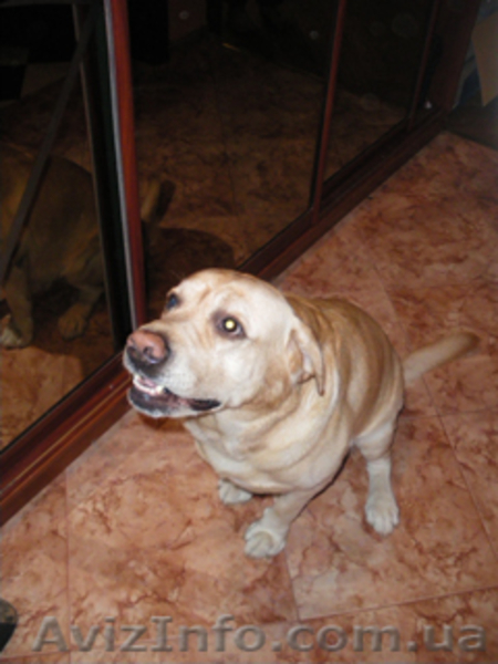 Красавчик лабрадор-ретривер палевого окраса ищет невест для вязки - <ro>Изображение</ro><ru>Изображение</ru> #1, <ru>Объявление</ru> #5541