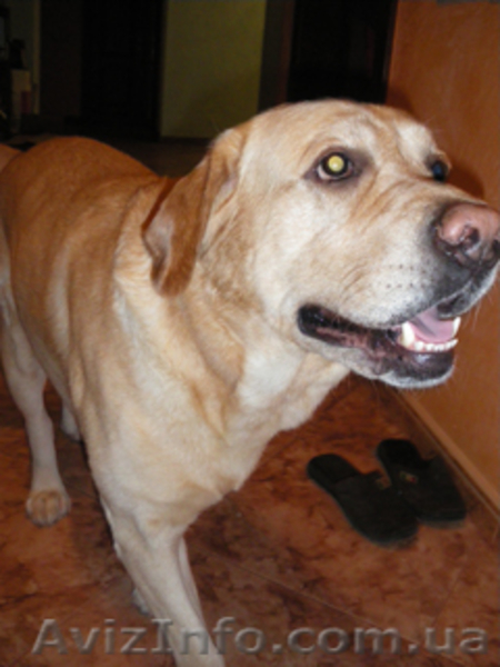 Красавчик лабрадор-ретривер палевого окраса ищет невест для вязки - <ro>Изображение</ro><ru>Изображение</ru> #2, <ru>Объявление</ru> #5541