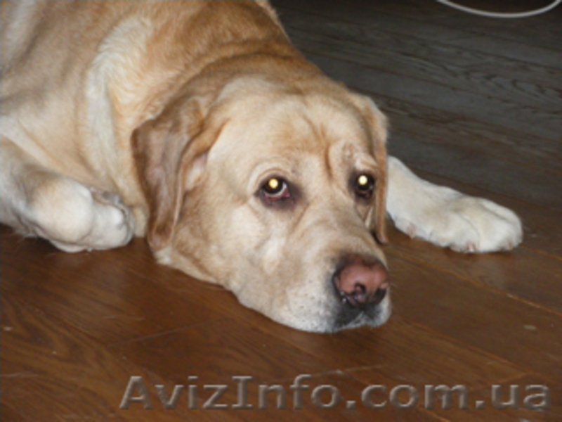 Красавчик лабрадор-ретривер палевого окраса ищет невест для вязки - <ro>Изображение</ro><ru>Изображение</ru> #3, <ru>Объявление</ru> #5541