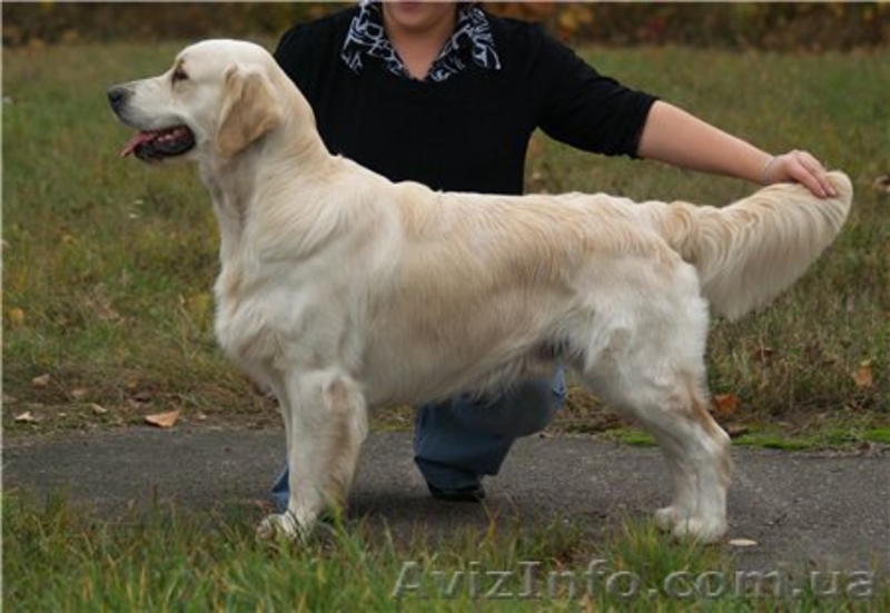 Голден Ретривер из питомника Long Life  - <ro>Изображение</ro><ru>Изображение</ru> #2, <ru>Объявление</ru> #5831