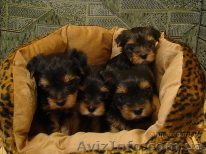 Щенки Йоркширского терьера, Киев 1100-1600 уе. - <ro>Изображение</ro><ru>Изображение</ru> #2, <ru>Объявление</ru> #5845