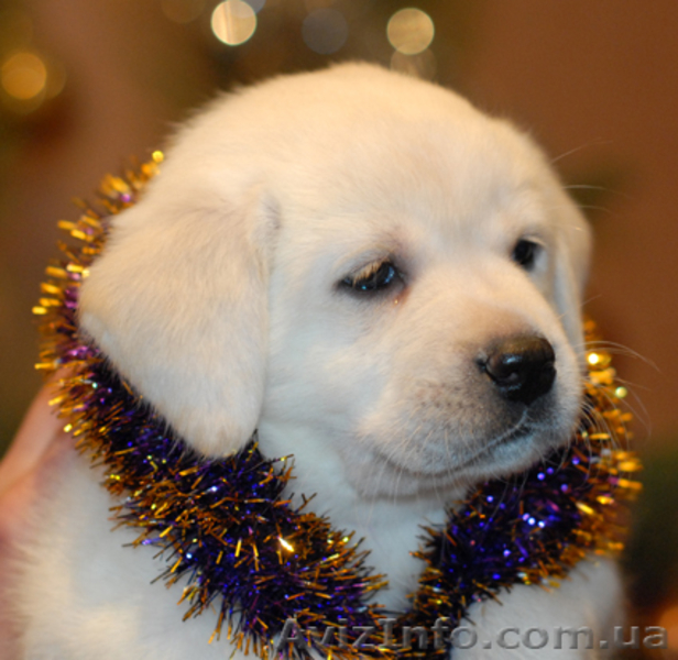 Щенки лабрадора от чемпионов питомникАнталас! - <ro>Изображение</ro><ru>Изображение</ru> #2, <ru>Объявление</ru> #7009