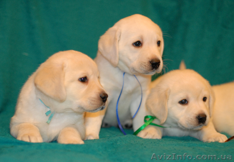 Щенки лабрадора от чемпионов питомникАнталас! - <ro>Изображение</ro><ru>Изображение</ru> #1, <ru>Объявление</ru> #7009