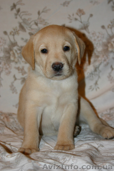 Щенки лабрадора ретривера - <ro>Изображение</ro><ru>Изображение</ru> #2, <ru>Объявление</ru> #6785