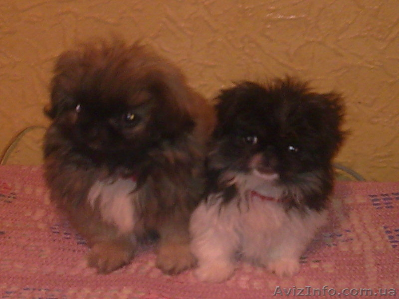 ПЕКИНЕС-ИМПЕРАТОРСКАЯ СОБАКА!!!!!!!!!!!!!!!!!!!!!!!!!!!!!!!!!!!!!!!!!! - <ro>Изображение</ro><ru>Изображение</ru> #1, <ru>Объявление</ru> #6605