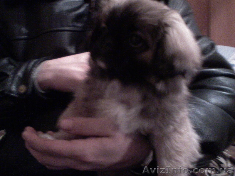 продам щенков пекинеса-девочку и мальчика - <ro>Изображение</ro><ru>Изображение</ru> #1, <ru>Объявление</ru> #10733
