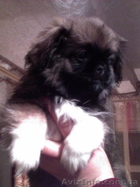 продам щенков пекинеса-девочку и мальчика - <ro>Изображение</ro><ru>Изображение</ru> #2, <ru>Объявление</ru> #10733
