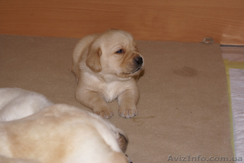 Продам щенков лабрадора - <ro>Изображение</ro><ru>Изображение</ru> #3, <ru>Объявление</ru> #4320