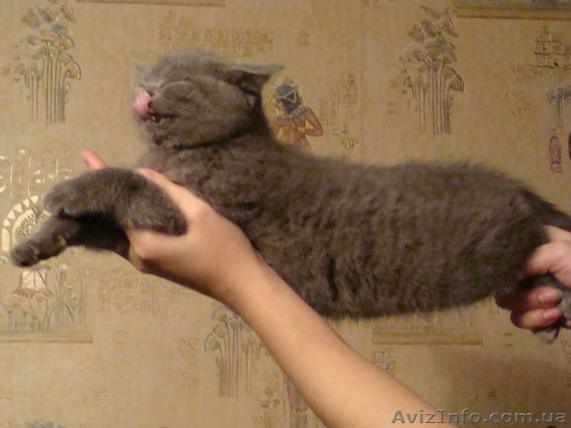 шотландская короткошерстная котята - <ro>Изображение</ro><ru>Изображение</ru> #3, <ru>Объявление</ru> #6387