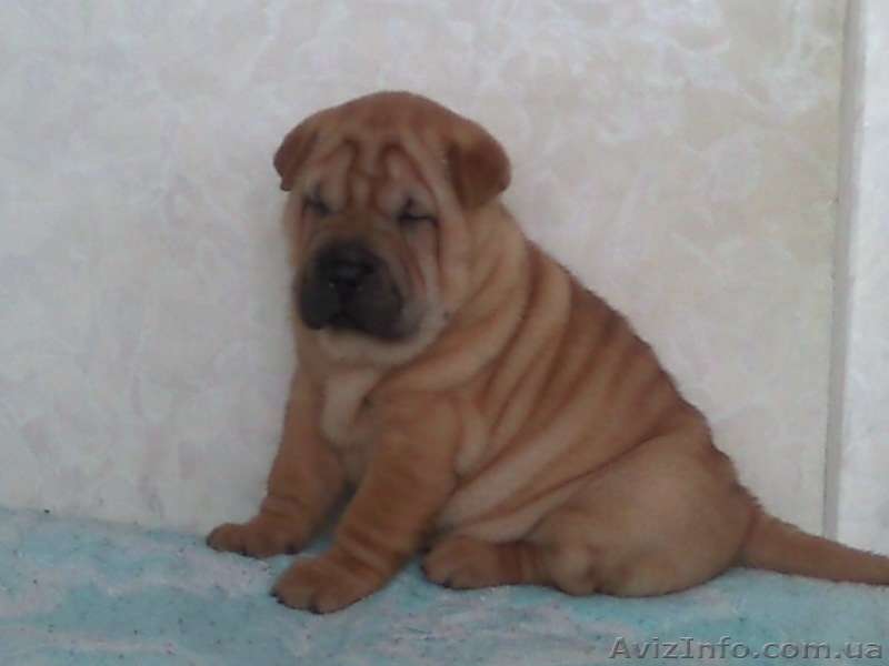 Щеночки шар-пея - <ro>Изображение</ro><ru>Изображение</ru> #2, <ru>Объявление</ru> #9717