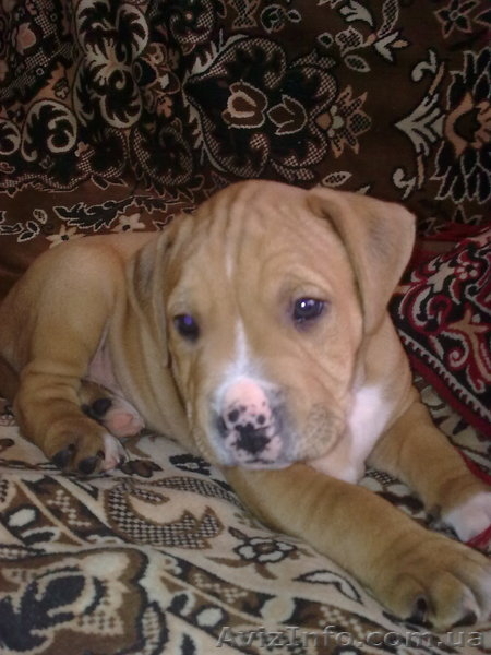 Продаются щенки американского стаффордширского терьера.  - <ro>Изображение</ro><ru>Изображение</ru> #3, <ru>Объявление</ru> #5150