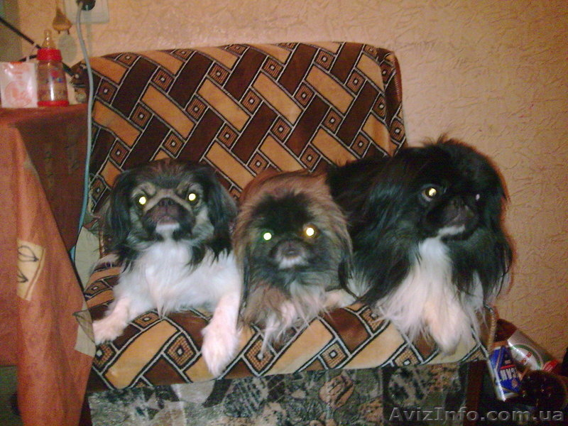 ПЕКИНЕС-ИМПЕРАТОРСКАЯ СОБАКА!!!!!!!!!!!!!!!!!!!!!!!!!!!!!!!!!!!!!!!!!! - <ro>Изображение</ro><ru>Изображение</ru> #3, <ru>Объявление</ru> #6605