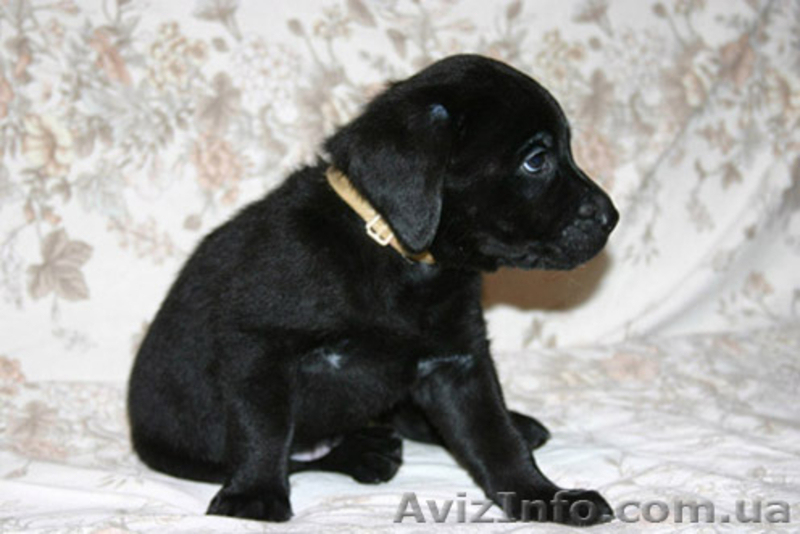 Щенок лабрадора ретривера - <ro>Изображение</ro><ru>Изображение</ru> #1, <ru>Объявление</ru> #10614