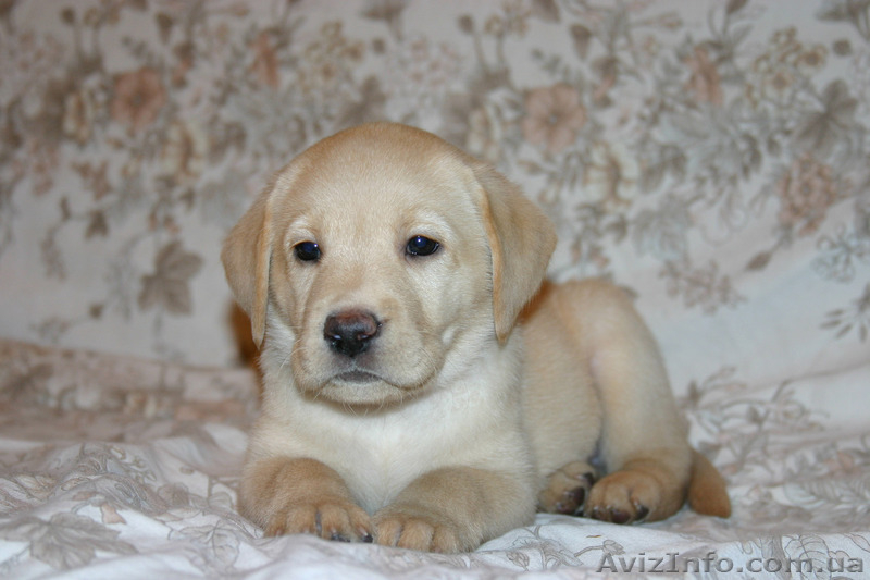 Щенки лабрадора ретривера - <ro>Изображение</ro><ru>Изображение</ru> #3, <ru>Объявление</ru> #6785
