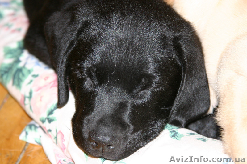 Щенок лабрадора ретривера - <ro>Изображение</ro><ru>Изображение</ru> #2, <ru>Объявление</ru> #10614