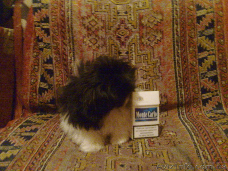 ПЕКИНЕС-ИМПЕРАТОРСКАЯ СОБАКА!!!!!!!!!!!!!!!!!!!!!!!!!!!!!!!!!!!!!!!!!! - <ro>Изображение</ro><ru>Изображение</ru> #2, <ru>Объявление</ru> #6605