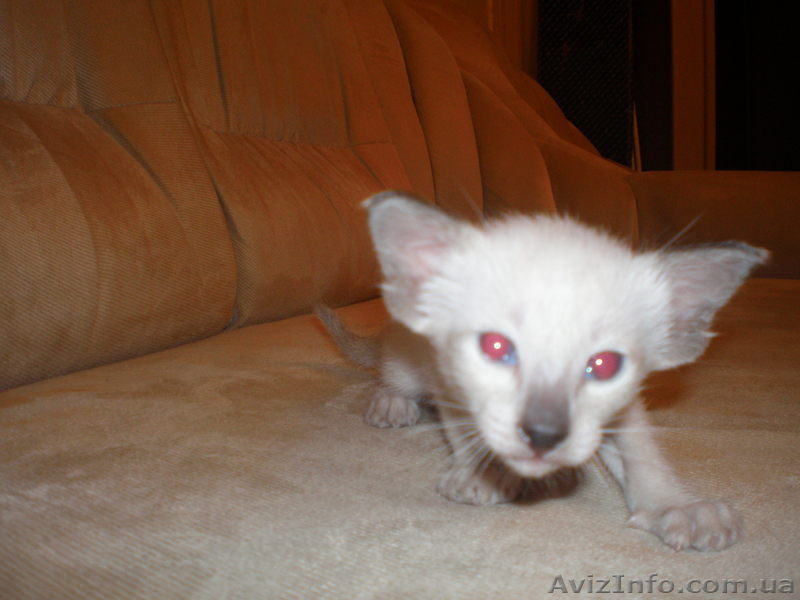 ориентальные и сиамские котята - <ro>Изображение</ro><ru>Изображение</ru> #2, <ru>Объявление</ru> #10698