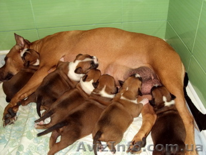 Щенки американского стаффордширского терьера п-к "С Алмазного Острова" - <ro>Изображение</ro><ru>Изображение</ru> #3, <ru>Объявление</ru> #10190