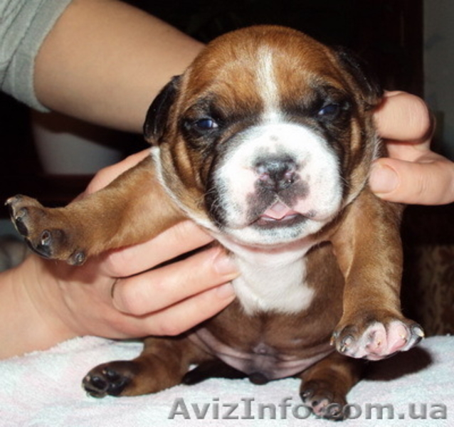 Щенки американского стаффордширского терьера п-к "С Алмазного Острова" - <ro>Изображение</ro><ru>Изображение</ru> #1, <ru>Объявление</ru> #10190