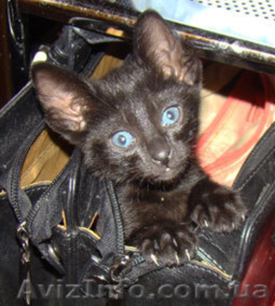 Ориентальные котята - <ro>Изображение</ro><ru>Изображение</ru> #1, <ru>Объявление</ru> #11694