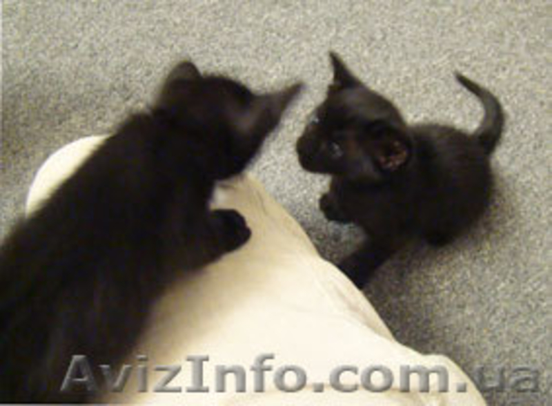 Ориентальные котята заботливым хозяевам - <ro>Изображение</ro><ru>Изображение</ru> #3, <ru>Объявление</ru> #11693