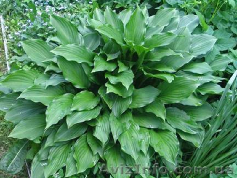 Садовые растения - <ro>Изображение</ro><ru>Изображение</ru> #2, <ru>Объявление</ru> #12299