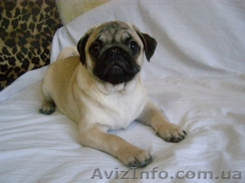 МОПС - ЩЕНОК МОПСА С РОДОСЛОВНОЙ  - <ro>Изображение</ro><ru>Изображение</ru> #2, <ru>Объявление</ru> #12873