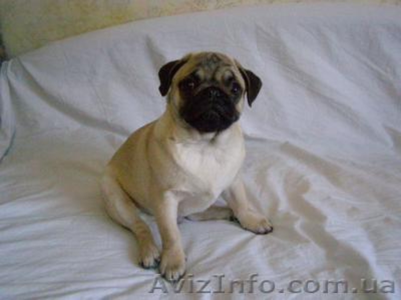 МОПС - ЩЕНОК МОПСА С РОДОСЛОВНОЙ  - <ro>Изображение</ro><ru>Изображение</ru> #1, <ru>Объявление</ru> #12873