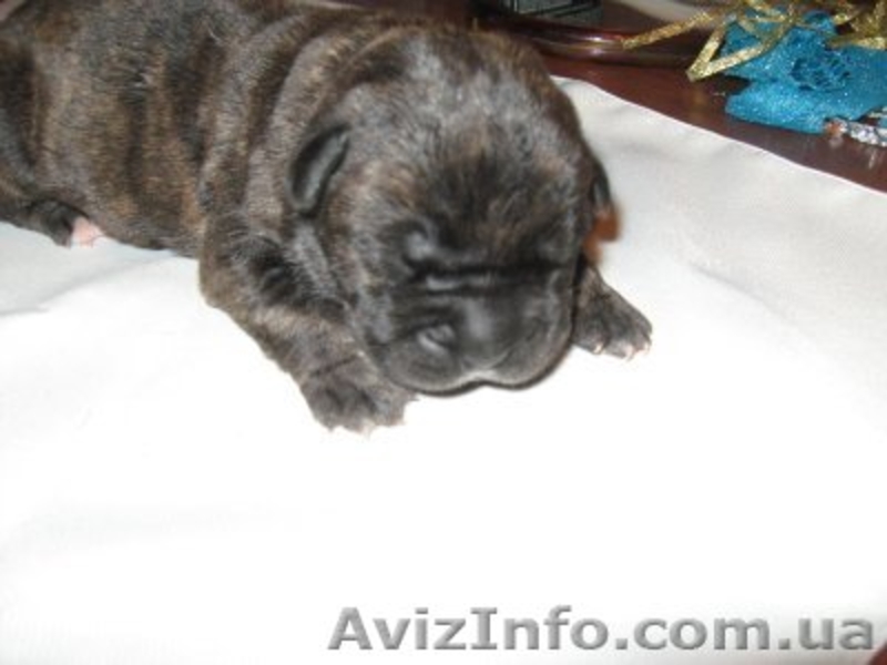 кане-корсо итальяно - <ro>Изображение</ro><ru>Изображение</ru> #2, <ru>Объявление</ru> #17347