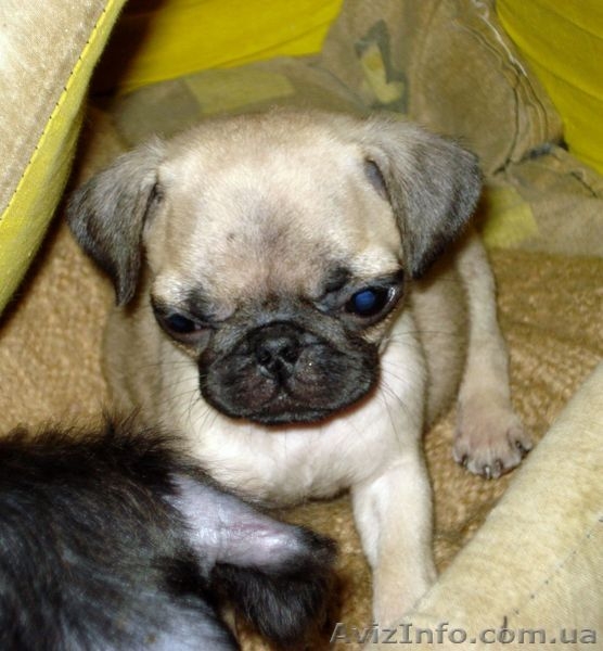 Щенки мопса шоу-класса! - <ro>Изображение</ro><ru>Изображение</ru> #2, <ru>Объявление</ru> #13438