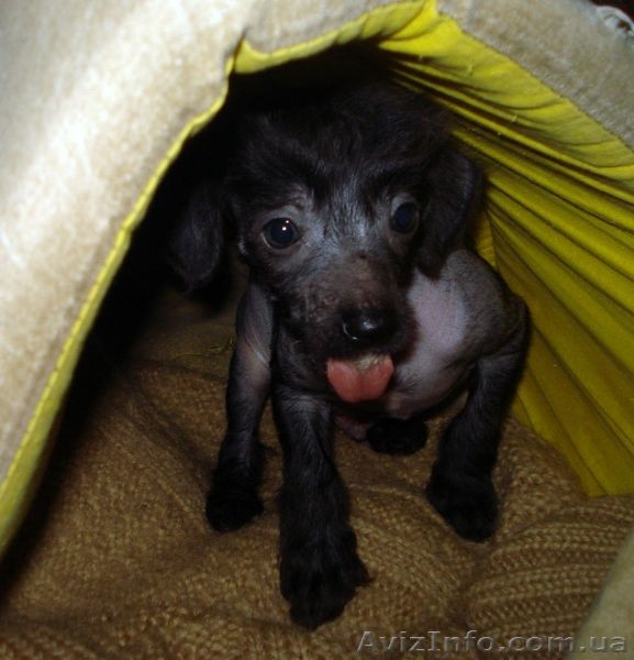 Щенки китайской хохлатой собаки! - <ro>Изображение</ro><ru>Изображение</ru> #2, <ru>Объявление</ru> #13437