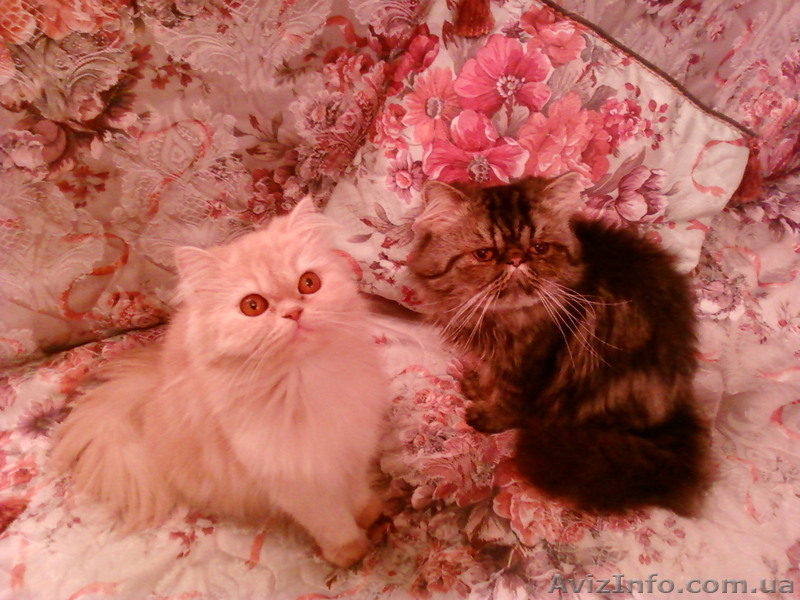 продам персидских котят - <ro>Изображение</ro><ru>Изображение</ru> #1, <ru>Объявление</ru> #12513