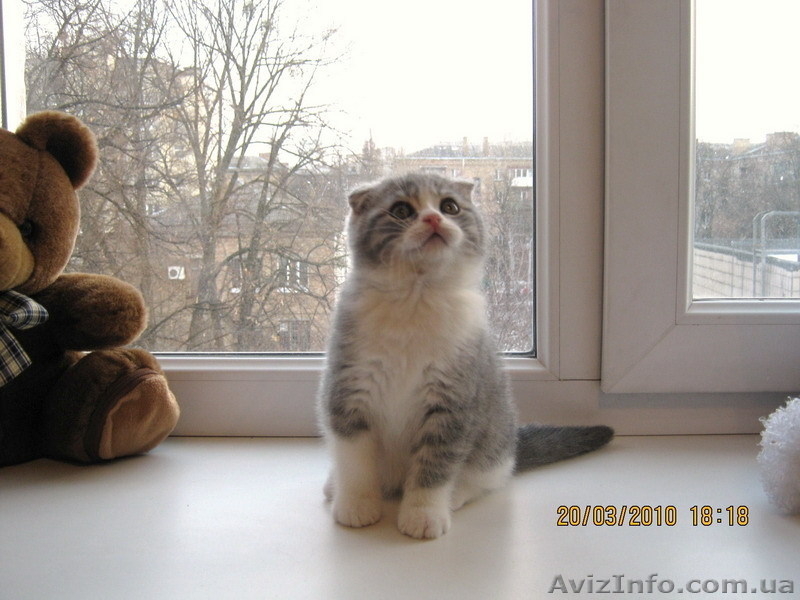 продажа шотландских вислоухих и прямоухих котят - <ro>Изображение</ro><ru>Изображение</ru> #1, <ru>Объявление</ru> #17331
