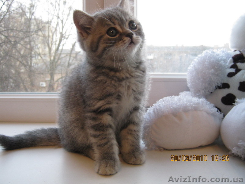 продажа шотландских вислоухих и прямоухих котят - <ro>Изображение</ro><ru>Изображение</ru> #3, <ru>Объявление</ru> #17331