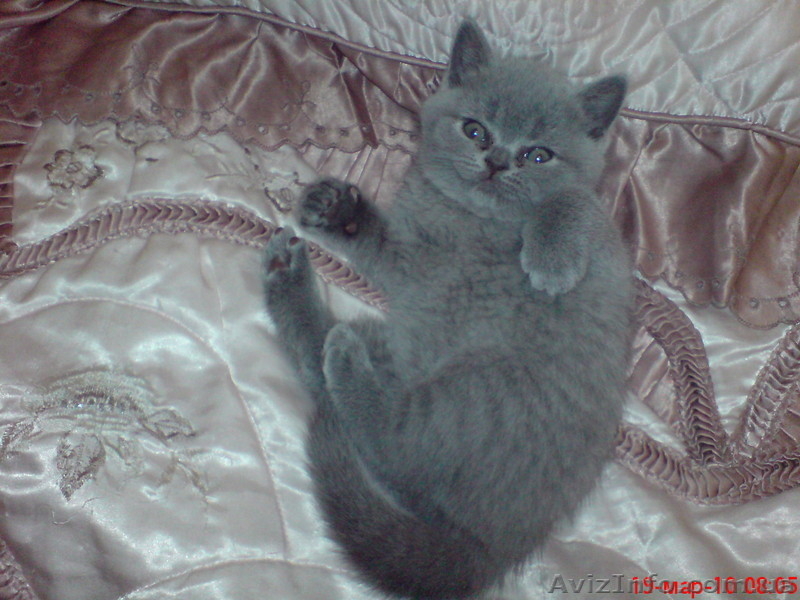 БРИТАНСКИЕ  КОТЯТА - <ro>Изображение</ro><ru>Изображение</ru> #3, <ru>Объявление</ru> #17037