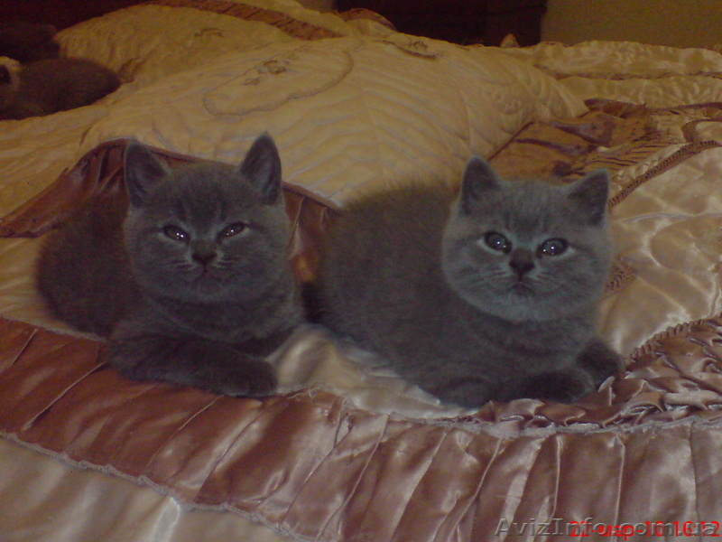 БРИТАНСКИЕ  КОТЯТА - <ro>Изображение</ro><ru>Изображение</ru> #2, <ru>Объявление</ru> #17037